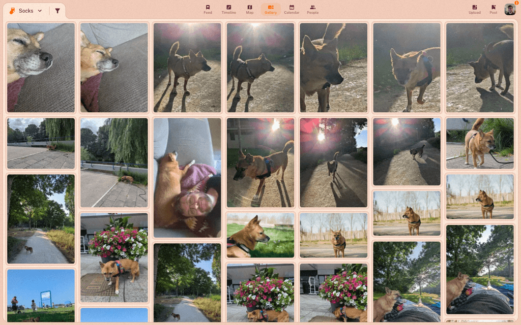 A collection's gallery view with the Feed / Timeline / Map / Gallery / Calendar view switcher across the top